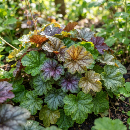 Nasturtium Climbing Gleam Hybrids Seeds - Nasturtium Flower Seeds for Garden