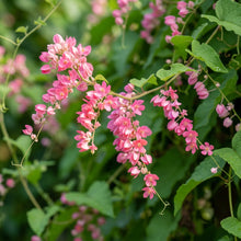 Coral Creeper Wildflower Seeds For Planting