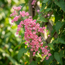 Coral Creeper Wildflower Seeds For Planting