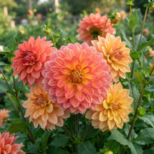 Mixed Coral and Gold Dahlia Flower Seeds - Dahlia Flower Seeds for Garden
