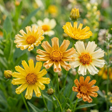Coreopsis Incredible Sea Shells Mix Flower Seeds For Planting