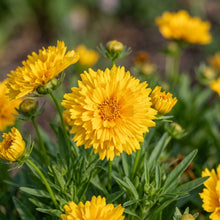 Coreopsis Grandiflora Presto Flower Seeds For Planting