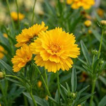 Coreopsis Grandiflora Presto Flower Seeds For Planting