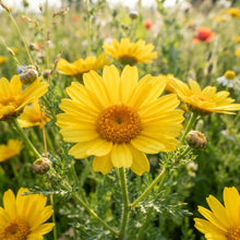Corn Marigold Flower Seeds for Planting