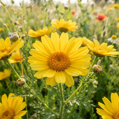 Corn Marigold Flower Seeds for Planting