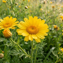 Corn Marigold Flower Seeds for Planting