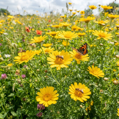 Corn Marigold Flower Seeds for Planting