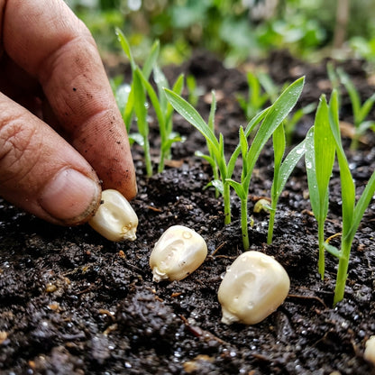 White Sweet Corn Seeds – Garden Corn