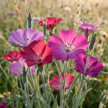 Corncockle Flower Seeds for Planting