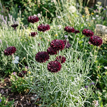 Cornflower Black Ball Seeds – Deep Dark Blooms