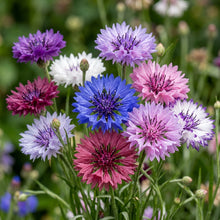 Cornflower Classic Magic Seeds – Vibrant Mixed Blooms