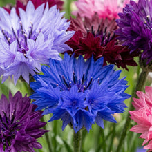 Cornflower Classic Magic Seeds – Vibrant Mixed Blooms