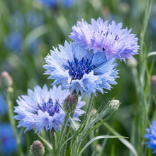 Cornflower Classic Romantic Seeds – Soft Blue Blooms