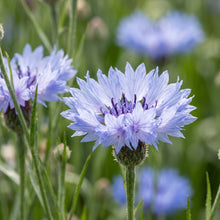 Cornflower Classic Romantic Seeds – Soft Blue Blooms