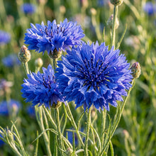Cornflower Double Blue Seeds – Classic Blue Blooms
