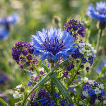 Cornflower and Lobelia String of Pearls Seeds for Planting