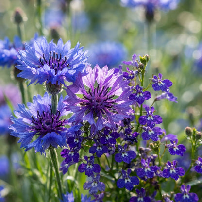 Cornflower and Lobelia String of Pearls Seeds for Planting