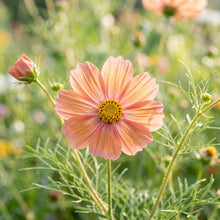 Cosmos Apricotta Flower Seeds For Planting