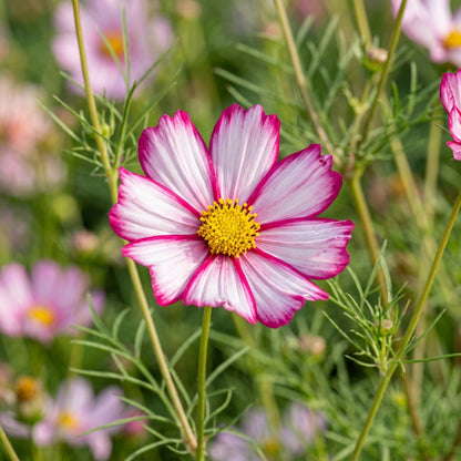 Cosmos Candy Stripe Seeds for Garden Planting