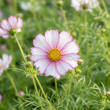 Cosmos Fizzy Rose Picotee Flower Seeds For Planting