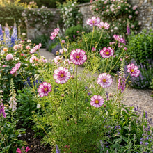 Cosmos Fizzy Rose Picotee Flower Seeds For Planting