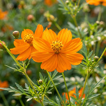 Cosmos Orange Seeds – Bright Seasonal Flowers