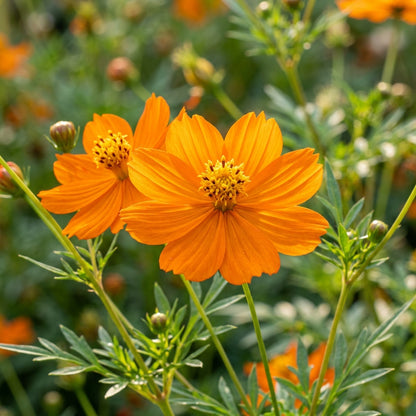 Cosmos Orange Seeds – Bright Seasonal Flowers