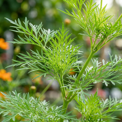 Cosmos Orange Seeds – Bright Seasonal Flowers