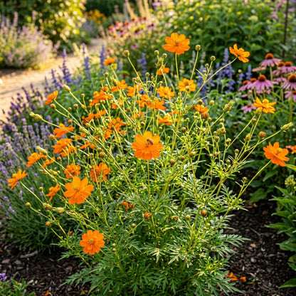 Cosmos Orange Seeds – Bright Seasonal Flowers