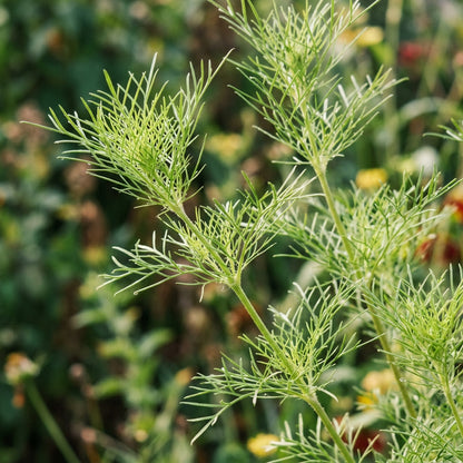Cosmos Bipinnatus Rubinato Seeds – Deep Rose Blooms