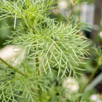 Cosmos Candy Stripe Seeds for Garden Planting