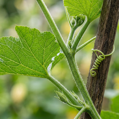 Courgetti Tromboncino Creeper Seeds – Tromboncino Squash Seeds