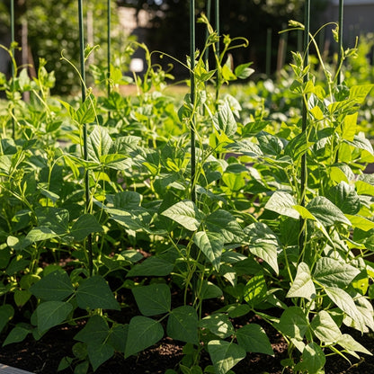 Zipper Cream Cowpea Seeds for Outdoor Vegetable Garden Growing