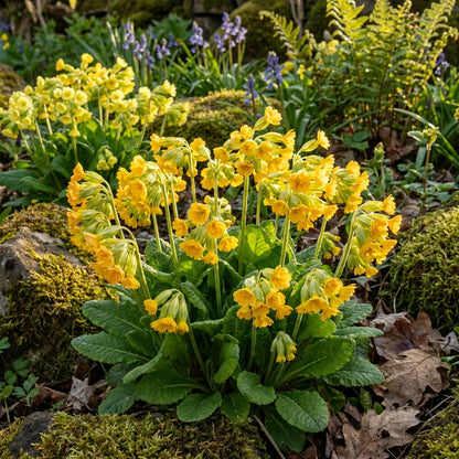 Primula Veris Hose in Hose Flower Seeds for Garden Planting