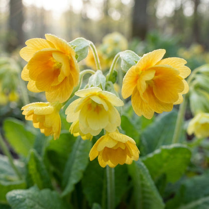 Primula Veris Hose in Hose Flower Seeds for Garden Planting