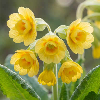 Primula Veris Hose in Hose Flower Seeds for Garden Planting