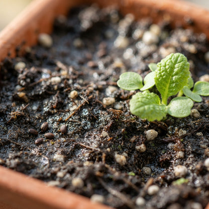 Yellow Cowslip Flower Seeds for Planting