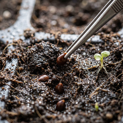 Yellow Crabapple Seeds for Planting