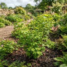 European Cranberry Snowball Tree (Viburnum) Seeds for Planting