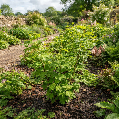 European Cranberry Snowball Tree (Viburnum) Seeds for Planting