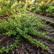 American Cranberry (Vaccinium macrocarpon) Seeds for Planting