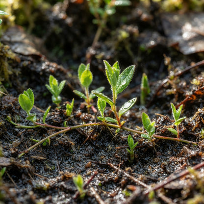 Cranberry (Vaccinium macrocarpon) Seeds for Planting