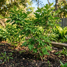 American Highbush Cranberry Seeds for Planting