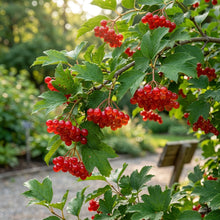 American Highbush Cranberry Seeds for Planting