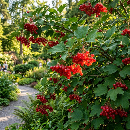 American Highbush Cranberry Seeds for Planting