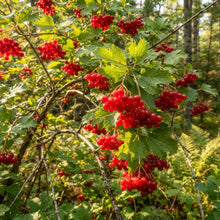 Wentworth Highbush Cranberry Seeds for Planting