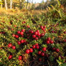 American Cranberry (Vaccinium macrocarpon) Seeds for Planting