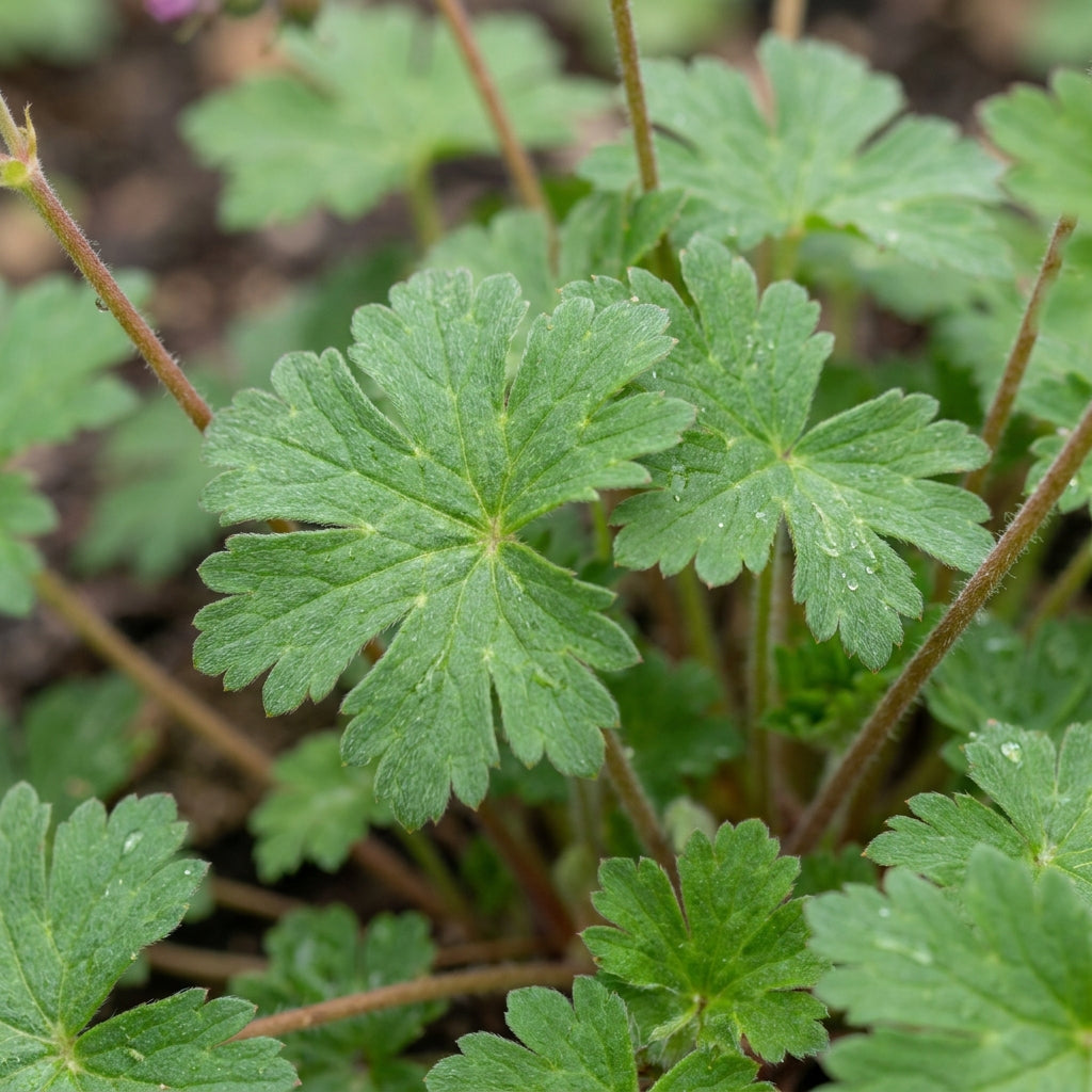 Geranium Evergreen Perennial Cranesbill Seeds - Geranium Flower Seeds for Garden