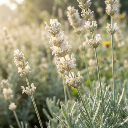Creamy White Lavender Seeds for Planting
