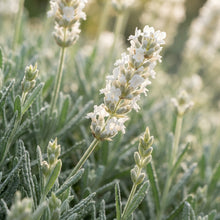 Creamy White Lavender Seeds for Planting
